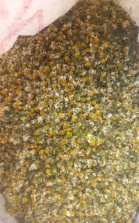 گل بابونه خوش عطر تمیز درجه یک مال امسال
