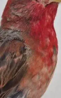 سهره سرخ