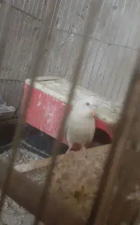 مرغ عشق نر