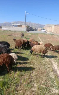 توله یه سال