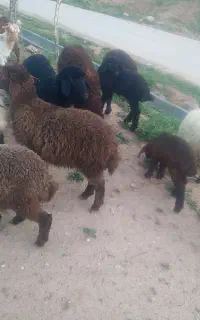 شراکت دامداری