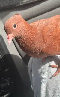 سیاه بال