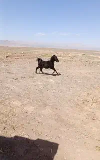 اسب