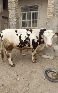 گوساله سیمنتال