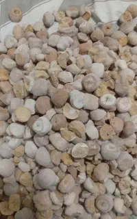 فروش‌کشک محلی درجه‌یک