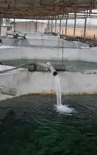 کارگر پرورش ماهی