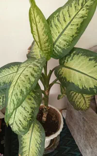 گل طبیعی به قیمت مناسب