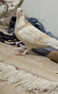کبوتر