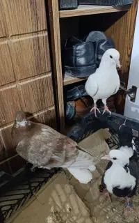 زاغ وسوسکی وزرد دم سفید بعلاوه پشتدارسیاه گم شده