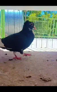 کفتر پلنگ