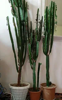 گل طبیعی کاکتوس