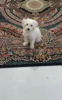 توله سگ