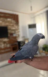 کاسکو‌ سخنگو فول دستی بندر دیر