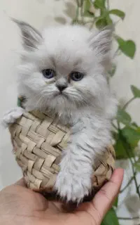 هیمالین بلو پوینت