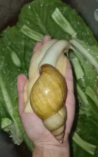 حلزون خوشکل و شیطون