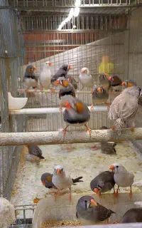 فنچ نر وماده
