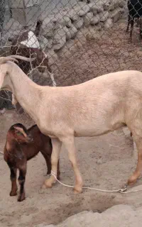 بز زاییده