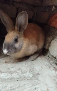 خرگوش
