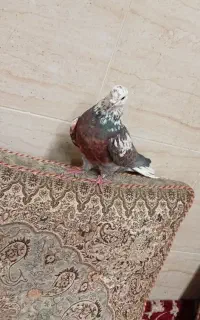 کبوتر گشمده