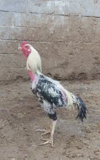 خروس لاری