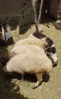 کره وبره