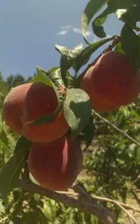 هلو سرخ سفید فریمان