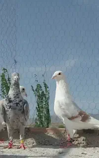 یه چخت کفتر قلدور و زدو خوردی