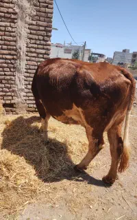 یک راس گاوسمینتال اصل
