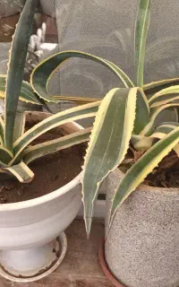 گل زیبا و کمیاب آگاو ابلق