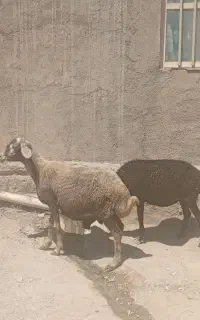 میش
