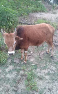 فروش گوساله نر
