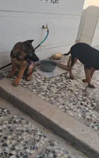 توله سگ ژرمن