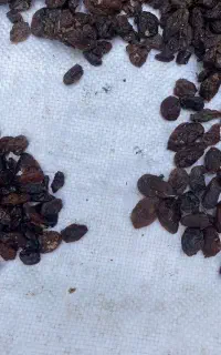 اگه کشمش ممتاز میخوای بفرمایید