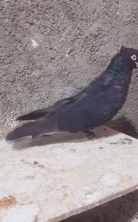 نر زاغ ابادانی کله قوچی.امیدیه