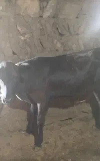 گوساله ماده توضیحات خوانده بشه