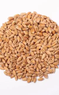 خرید گندم نقد