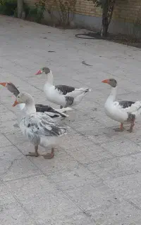 غاز