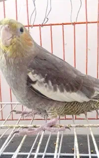 عروس هلندی