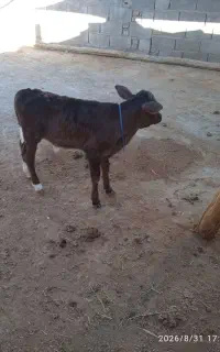 گوساله نر