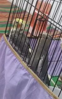 عروس هلندی