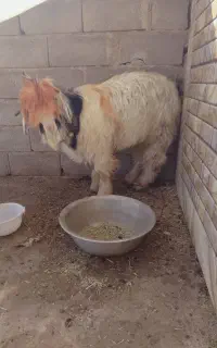 بیگ روزگاری