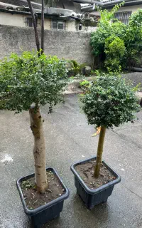 درخچه