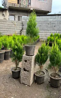 کامیس نوکدار اصل