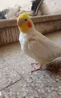 عروس هلندی با قفس