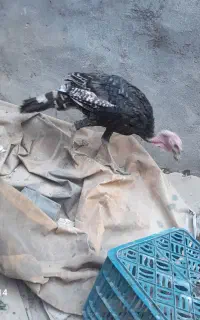 بوقلمون