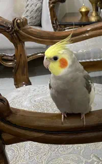عروس هلندی نر