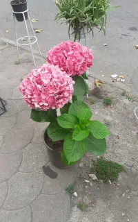 ادریسی هورتانسا یا اورتانسا هفت رنگ سه شاخ