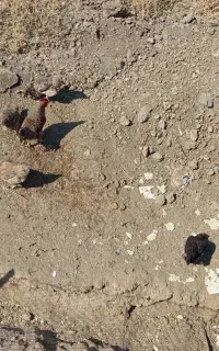 مرغ و خروس محلی