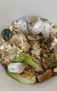 همستر