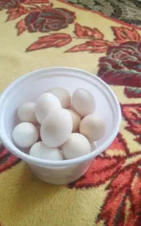 تخم مرغ خانگی تازه